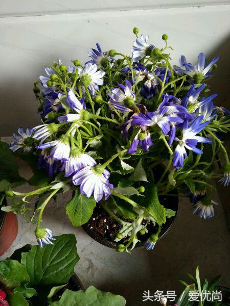 瓜叶菊怎么养才会爆盆视频,瓜叶菊见太阳晒蔫怎么办