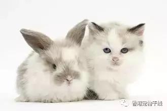 在外面打工的人有没有养兔兔,养一只兔兔会孤独吗