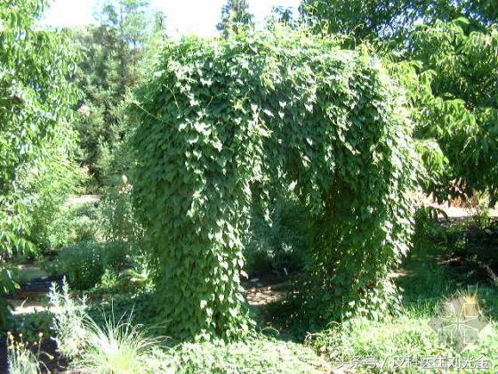 常见的有治愈作用的植物,哪种植物叶子能治皮肤病