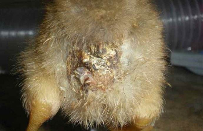 小鸡糊肛怎么治疗最好,刚出壳的小鸡大便糊肛怎么办呢