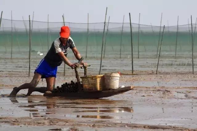 一条会飞的鱼是什么意思,会飞的鱼是怎么回事啊