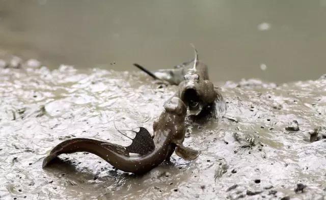 一条会飞的鱼是什么意思,会飞的鱼是怎么回事啊