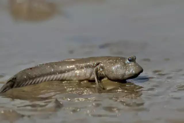 一条会飞的鱼是什么意思,会飞的鱼是怎么回事啊
