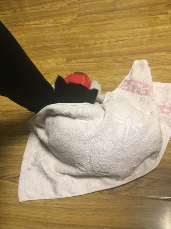 哈士奇关笼子里一直叫怎么训练,家里哈士奇老是叫