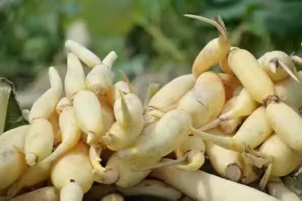 高产莲藕需掌握的种植方法,高产浅水莲藕新品种
