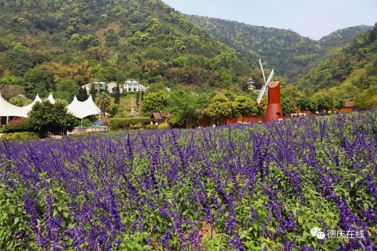 不用去罗平也可以看油菜花,不用去日本也能看的樱花海