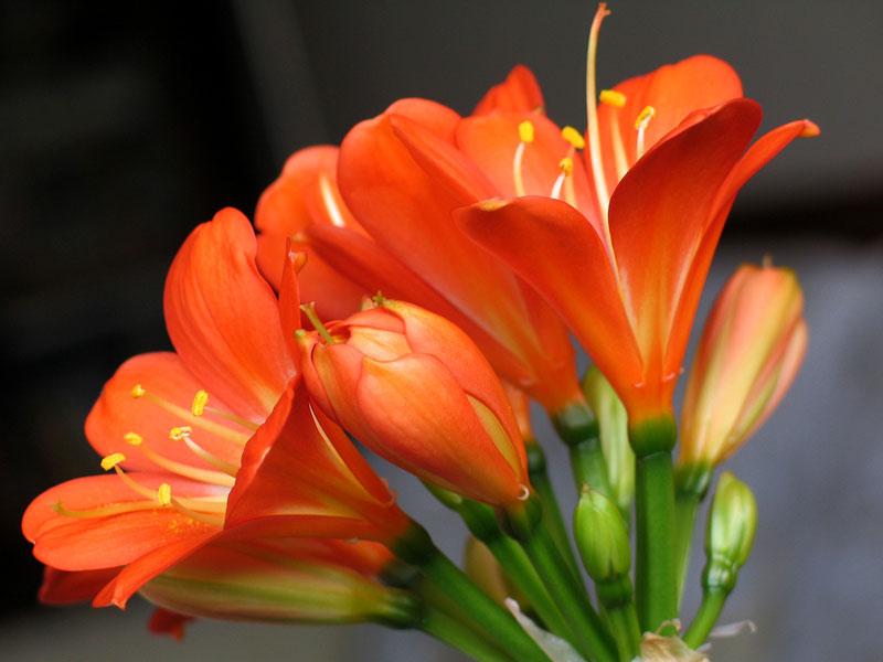 君子兰叶子有长有短还不长咋办,君子兰怎么一点也不长