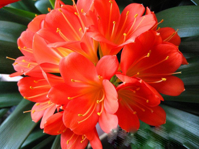 君子兰叶子有长有短还不长咋办,君子兰怎么一点也不长