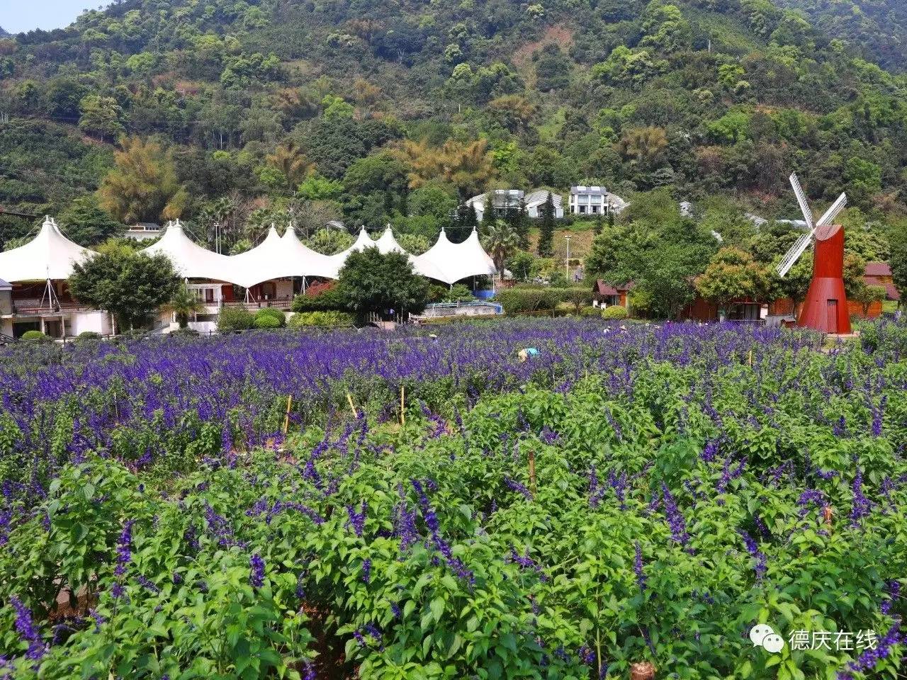 不用去罗平也可以看油菜花,不用去日本也能看的樱花海