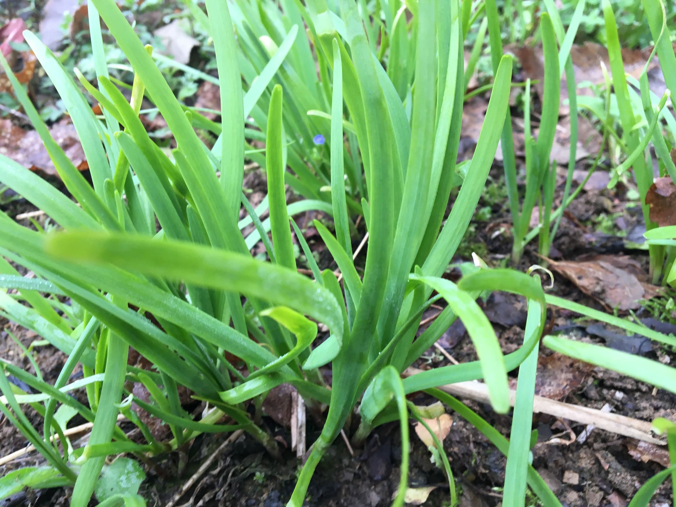 反胃恶心想吐便秘吃什么药,痔疮脱肛的民间特效药方