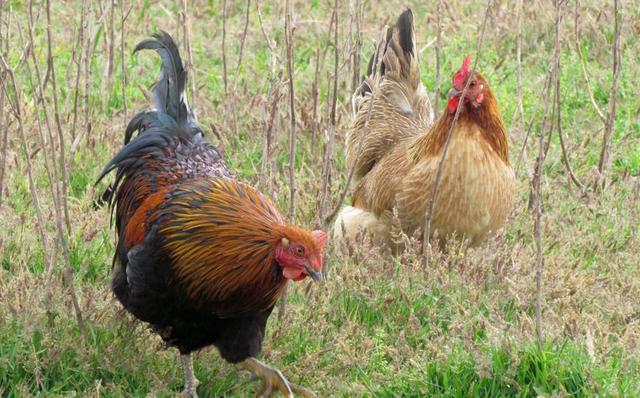 鸡啄肛的最佳解决方法,小鸡啄癖怎么治疗