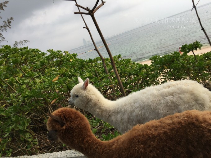 三亚旅游攻略家庭美食推荐,带着父母旅游三亚6日