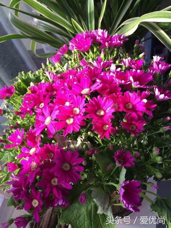 瓜叶菊怎么养才会爆盆视频,瓜叶菊见太阳晒蔫怎么办