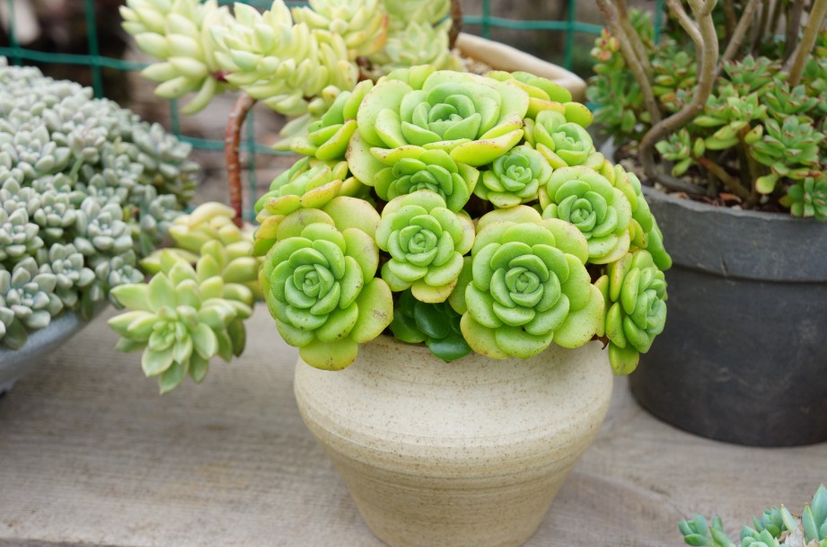 一股清香，一股青苹果香味的多肉植物百合丽丽，适合做多肉手捧花