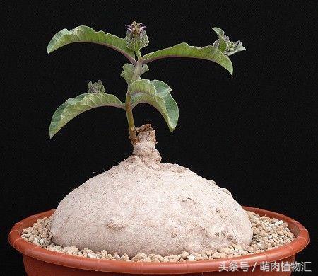 萝藦科多肉是什么颜色的,多肉植物之萝藦