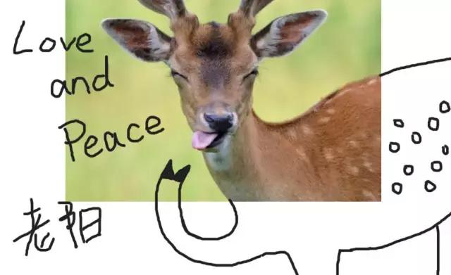 鹿皮巾买什么样的的好,鹿皮巾什么牌子最好