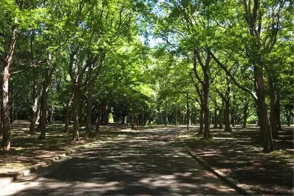 东京旅游一定要去的10个地方,去东京旅游有什么好玩的地方