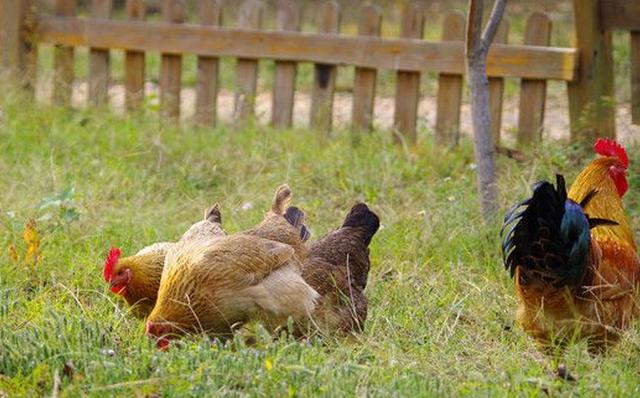 鸡啄肛的最佳解决方法,小鸡啄癖怎么治疗