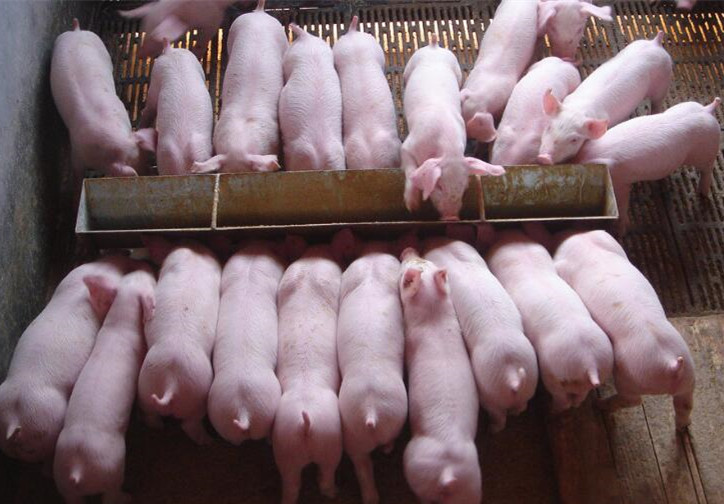 仔猪生下来就死什么病,仔猪全身发紫死亡死前疼痛