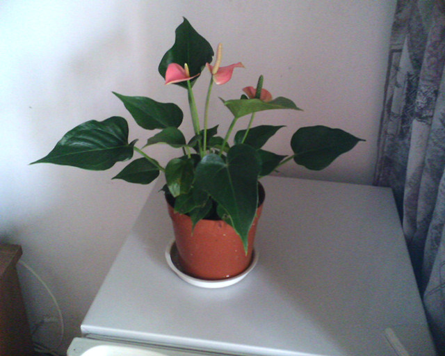 水培粉掌怎么养得最好,新买的水培粉掌怎么养