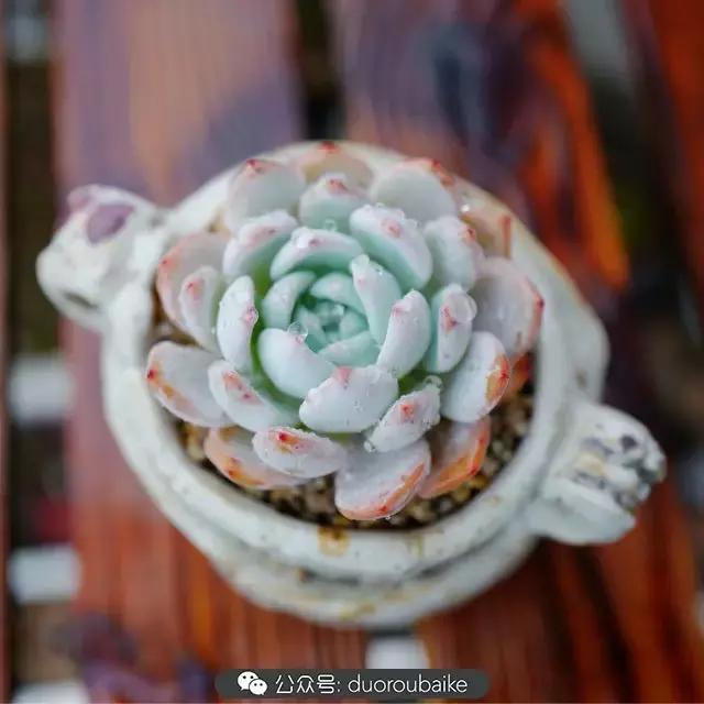 娇艳欲滴的多肉植物,春雨中多肉图片大全