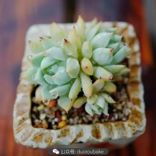 娇艳欲滴的多肉植物,春雨中多肉图片大全