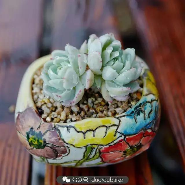 娇艳欲滴的多肉植物,春雨中多肉图片大全