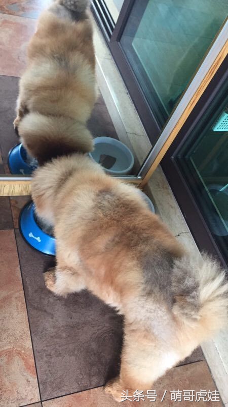 没有常识的家政阿姨竟然给汪星人吃海带，只因怕浪费害苦了宝宝