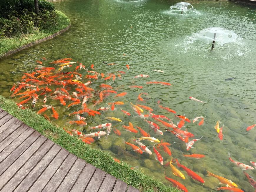 福建家庭园林假山鱼池景观设计,园林鱼池假山流水制作方法大全