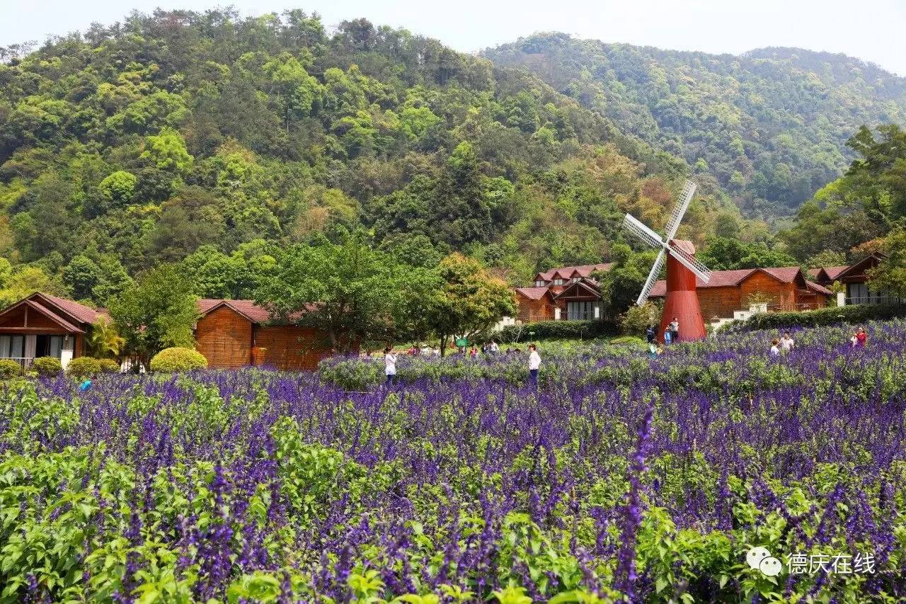 不用去罗平也可以看油菜花,不用去日本也能看的樱花海