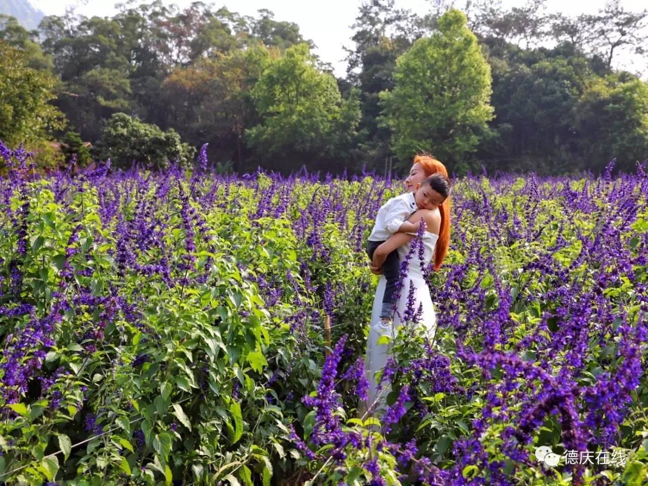 不用去罗平也可以看油菜花,不用去日本也能看的樱花海