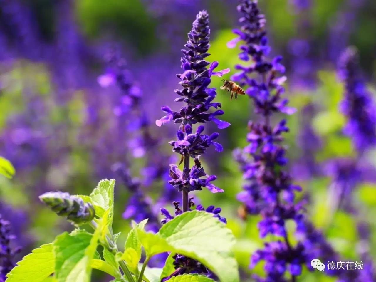 不用去罗平也可以看油菜花,不用去日本也能看的樱花海