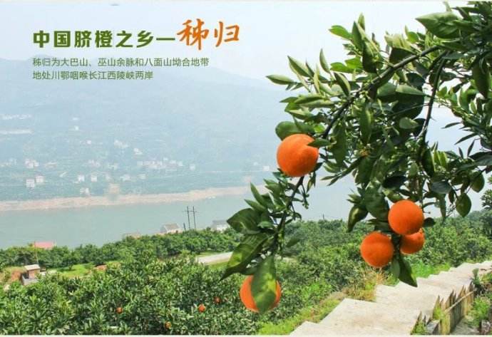 果农心声：透露大器晚成“伦晚”价格真相！