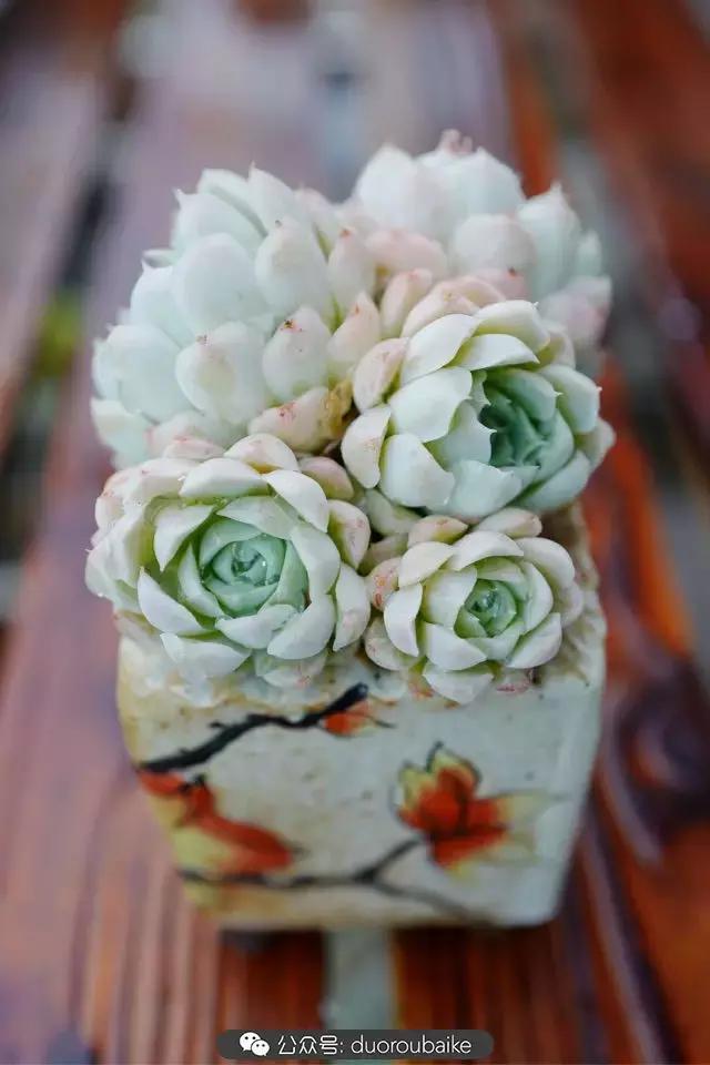 娇艳欲滴的多肉植物,春雨中多肉图片大全