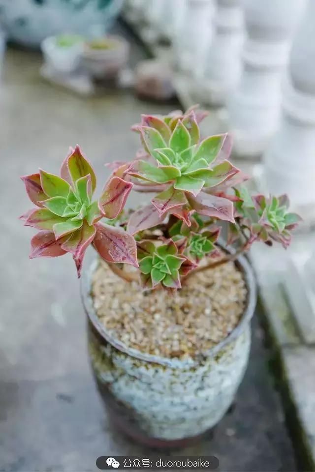 娇艳欲滴的多肉植物,春雨中多肉图片大全