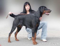 德系杜宾标准身高体长多少,德系杜宾标准图解