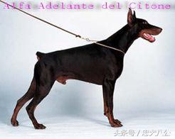 德系杜宾标准身高体长多少,德系杜宾标准图解