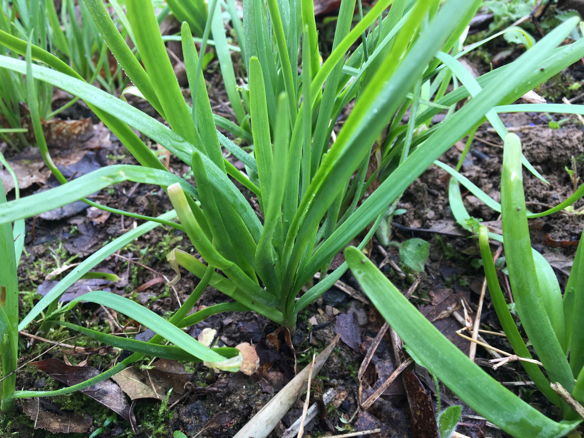 反胃恶心想吐便秘吃什么药,痔疮脱肛的民间特效药方