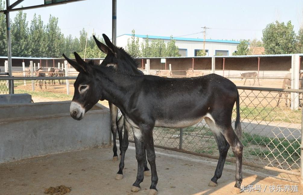 德州驴品种大全,德州驴种哪个品种最好