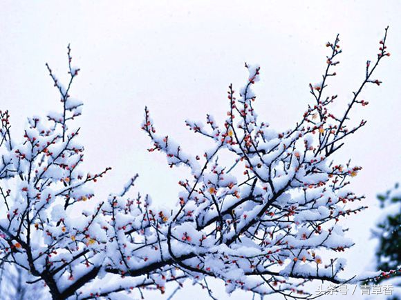 占卜命运用梅花易数,简单的梅花八卦占卜法