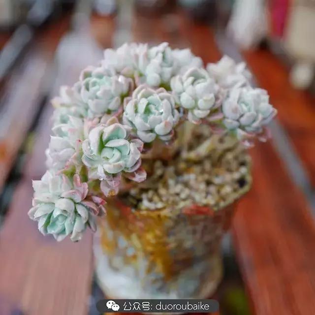 娇艳欲滴的多肉植物,春雨中多肉图片大全