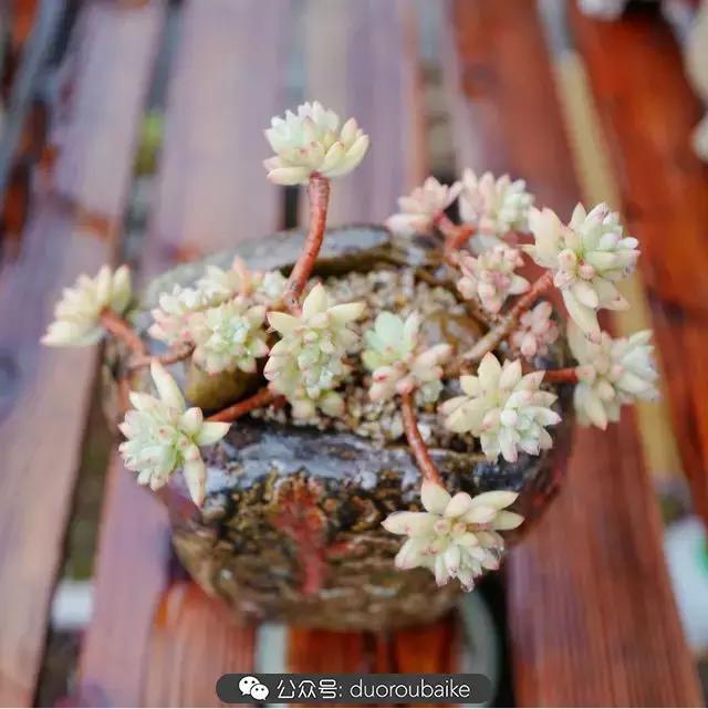 娇艳欲滴的多肉植物,春雨中多肉图片大全