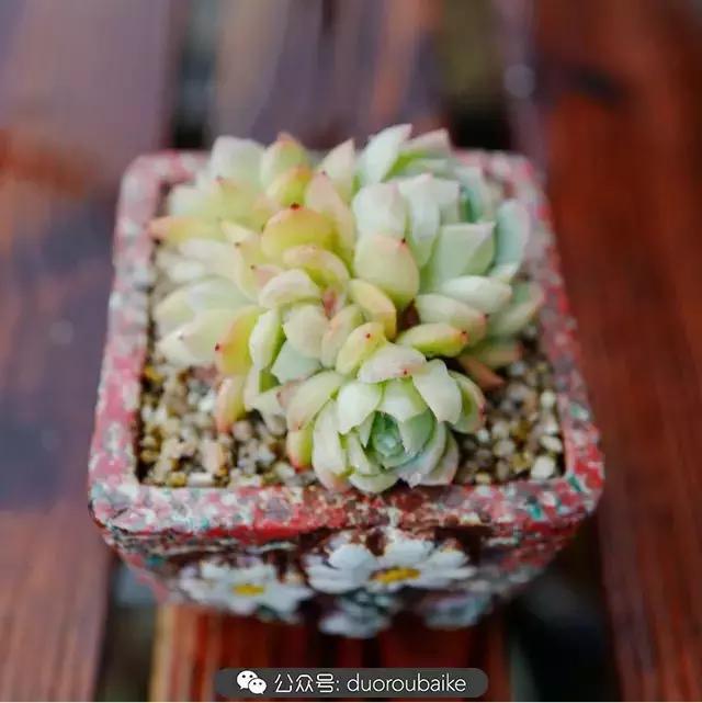 娇艳欲滴的多肉植物,春雨中多肉图片大全