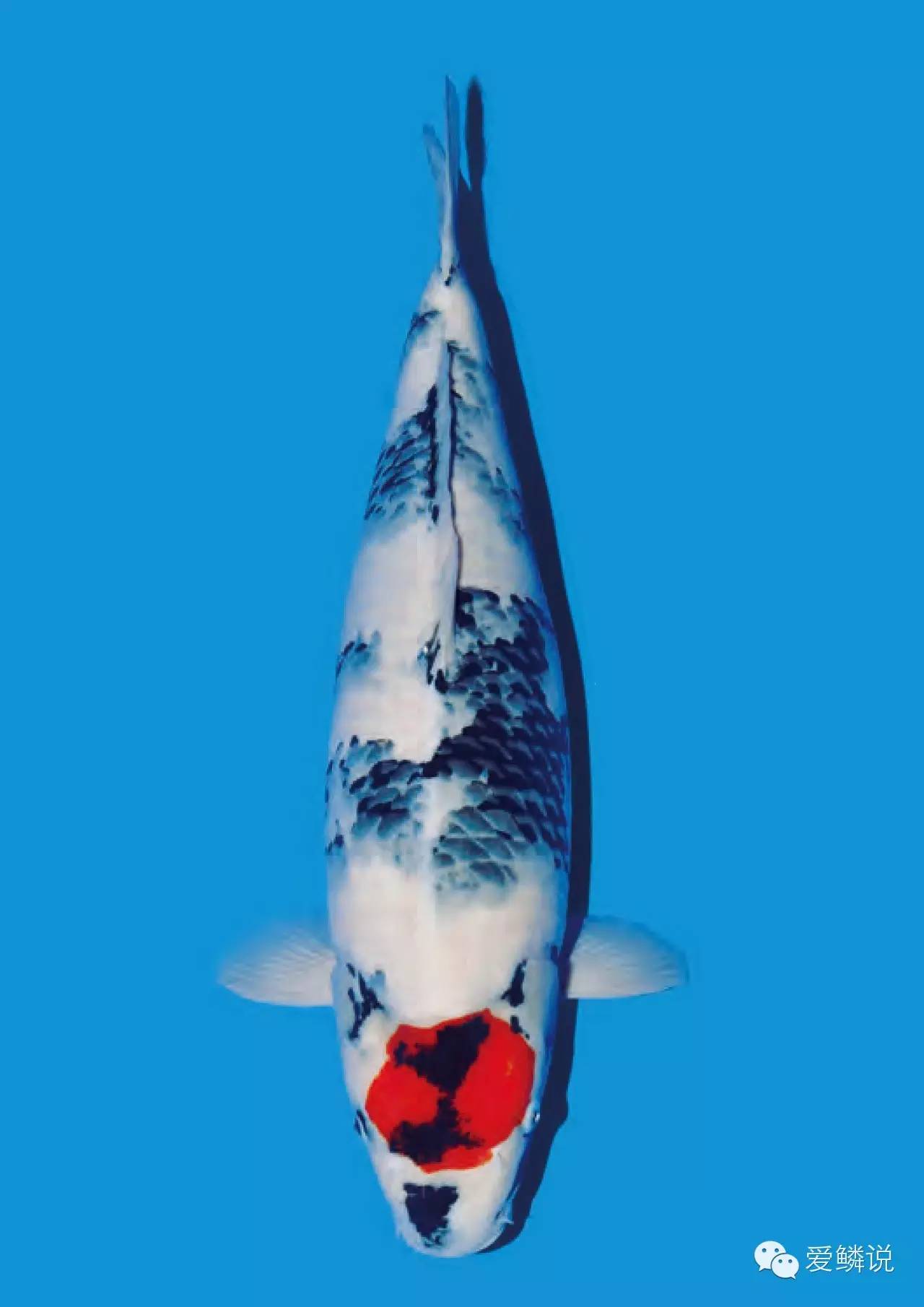 锦鲤鱼池消除酸碱用什么方法,如何去除锦鲤的鱼腥味