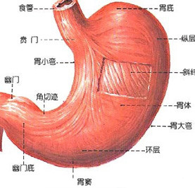 萎缩性胃炎常用中成药的辨证论治,萎缩性胃炎中医辨证