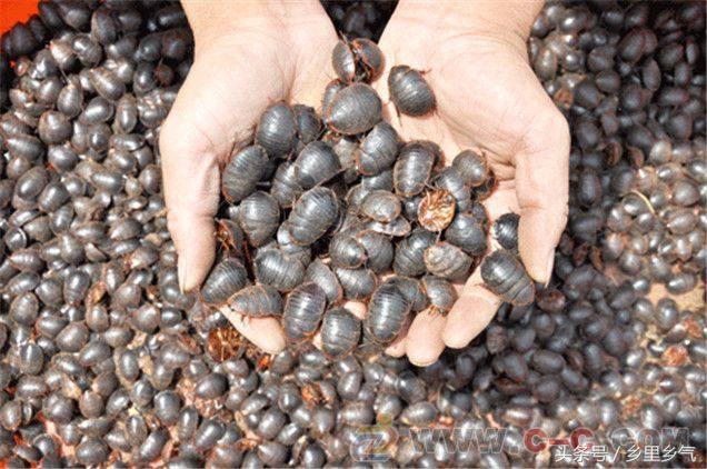 养殖致富经一年收入40万,500元养殖致富技巧