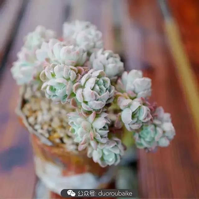 娇艳欲滴的多肉植物,春雨中多肉图片大全