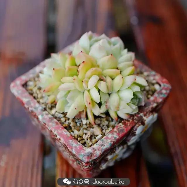 娇艳欲滴的多肉植物,春雨中多肉图片大全