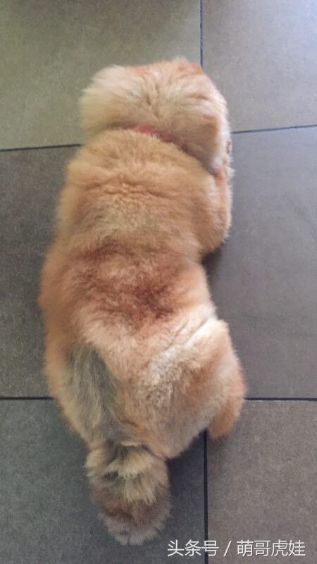 没有常识的家政阿姨竟然给汪星人吃海带，只因怕浪费害苦了宝宝