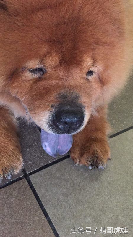 没有常识的家政阿姨竟然给汪星人吃海带，只因怕浪费害苦了宝宝